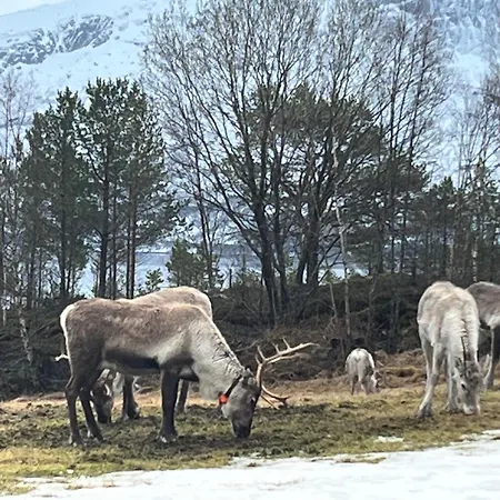 Efjord And Stetind - Kulhorn Holiday home