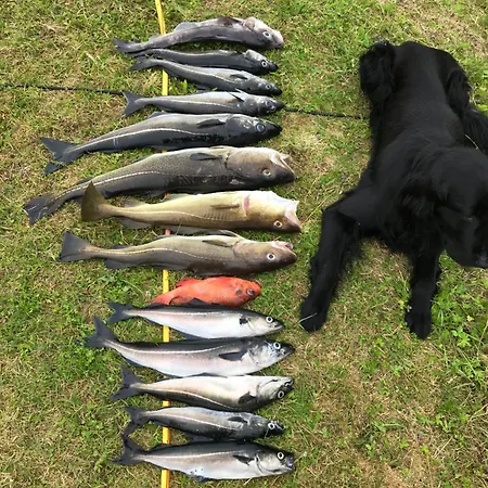 Efjord And Stetind - Kulhorn * Ballangen