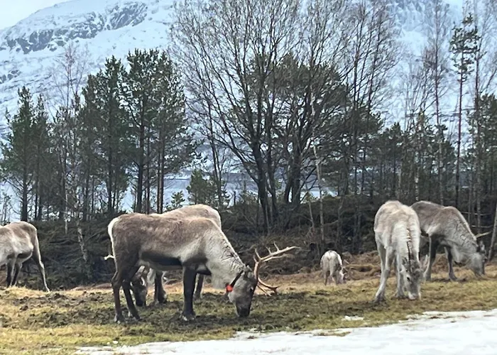 Efjord And Stetind - Kulhorn Semesterbostad